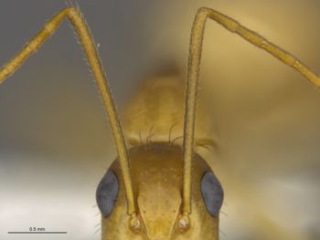 Media type: image;   Entomology 541027 Aspect: trait